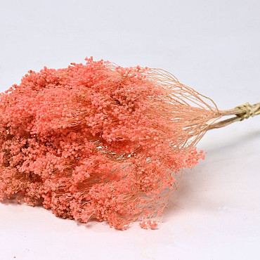 Broom Bloom pastell pfirsich 50cm