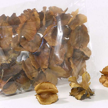 Combre Seeds 5-6cm