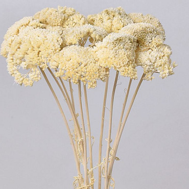 Achillea Parker Hafl-Gebleekt 70cm