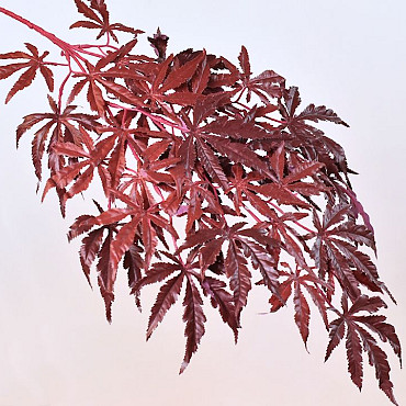 Japanese Maple 70cm Red