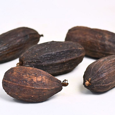 Getrocknete Kakao Frucht Braun 12-18cm