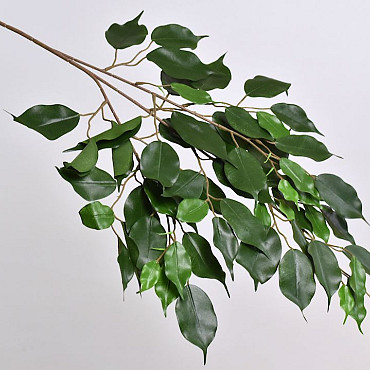 Ficus Exotica Tak 77cm