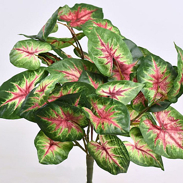 Caladium H40cm Green Red