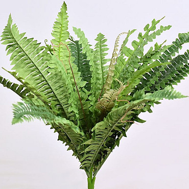 Boston Fern Large 41cm 26lvs