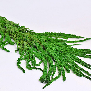 Amaranthus Caudatus Spring Grün 70cm