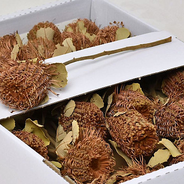 Banksia Coccinea 30-Pack