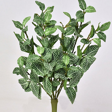 Fittonia Plant 33cm groen