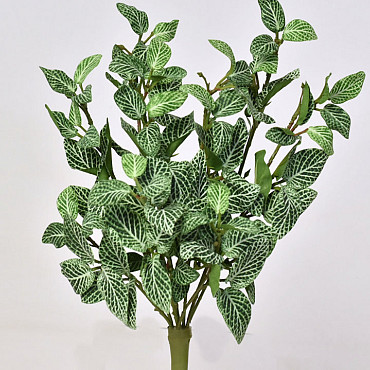 Fittonia Vert 33cm 