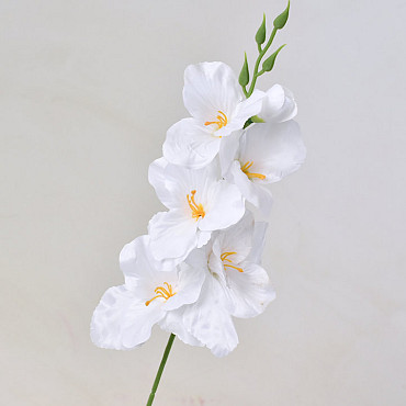Gladiole D9cm Weiss