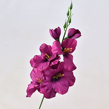 Gladiole D9cm Dunkelrot