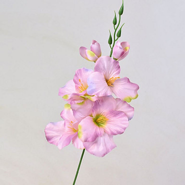 Gladiole D9cm Mauve