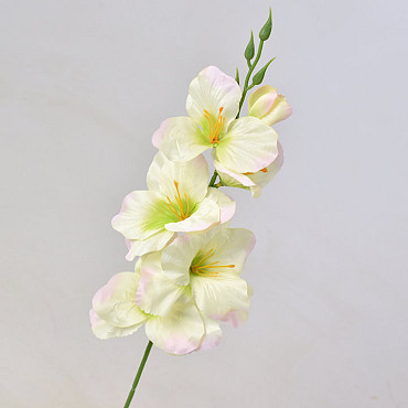 Gladiole D9cm leicht Grün