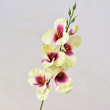 Gladiole D9cm Cream