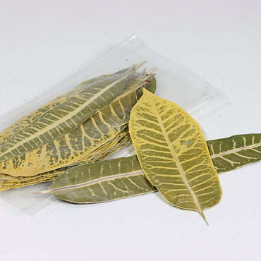 Leaf Stripes 25pcs 14-20cm