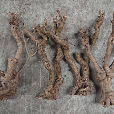 Bois de Lila 50-70cm Noueux