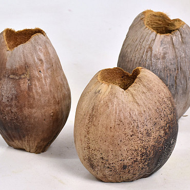 Coconut Plant Pot 13cm
