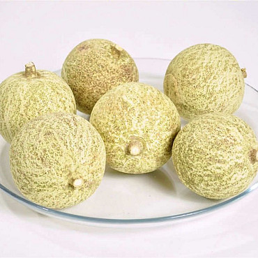 Melone Grün 7-9cm