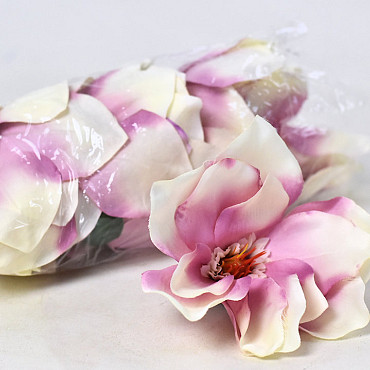 Magnolien D17cm Creme Rosa