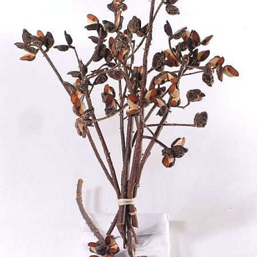 Needlebush Cones 30-45cm