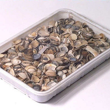 North Sea Shells 1Kg