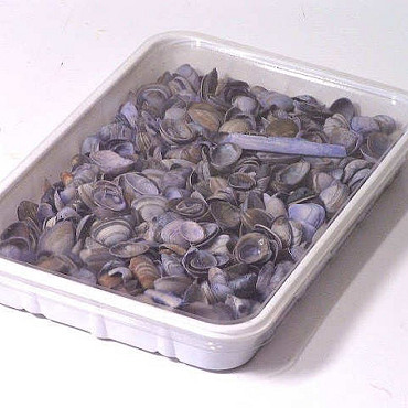 Nordsee Muscheln Blau 1Kg