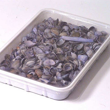 North Sea Shells Blue 1Kg