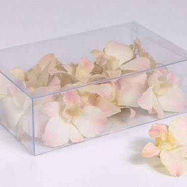 Orchidee Lady White 20pcs