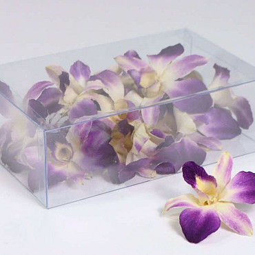 Orchid Sonia Purple White 20pcs