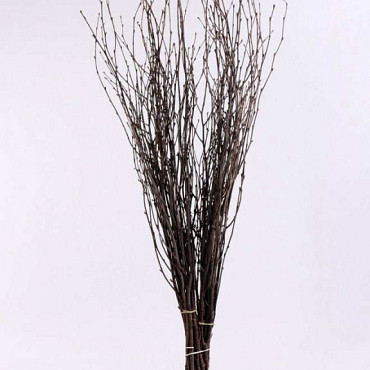 Birch per Branch 80cm