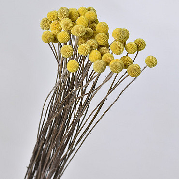 Craspedia Yellow, per stem