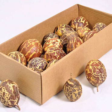 Maracuja Geflammt 6-8cm 40-Pack