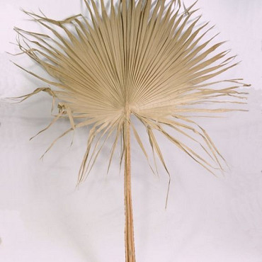 Pettycoat Palm Leaf 170cm