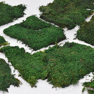 Mousse Plate Vert Forêt pro Kg