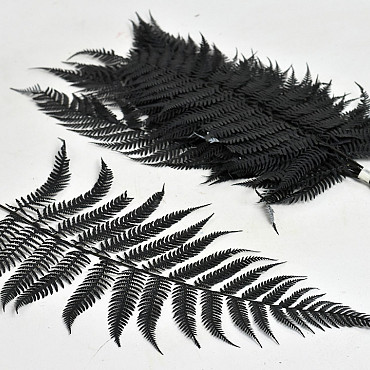 Brilliant Fern 30-40cm 10-Pack