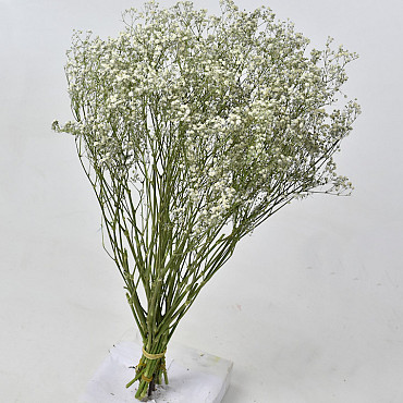 Gypsophila 50cm (25 branches)