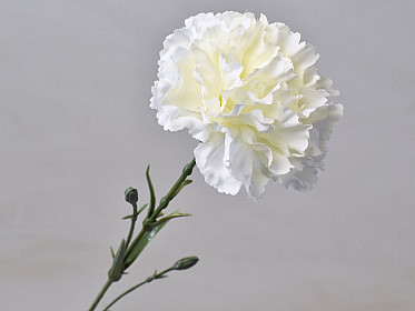 Dianthus Weiß 60cm Decofleur