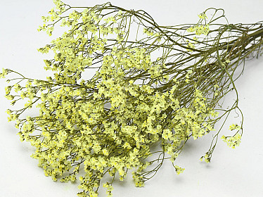 Limonium Jaune 65 Cm main image 1