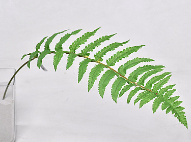 Ladder Fern Leaf 70cm | Decofleur