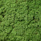 Reindeer Moss Medium Green per kg