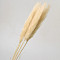 Pampas grass 90cm