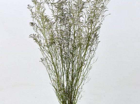 Limonium Caspia 70cm