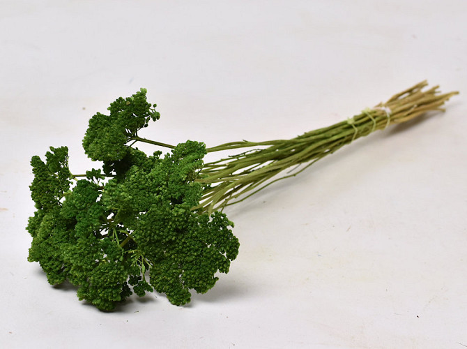 Achillea Filipendula 100gr. Grün