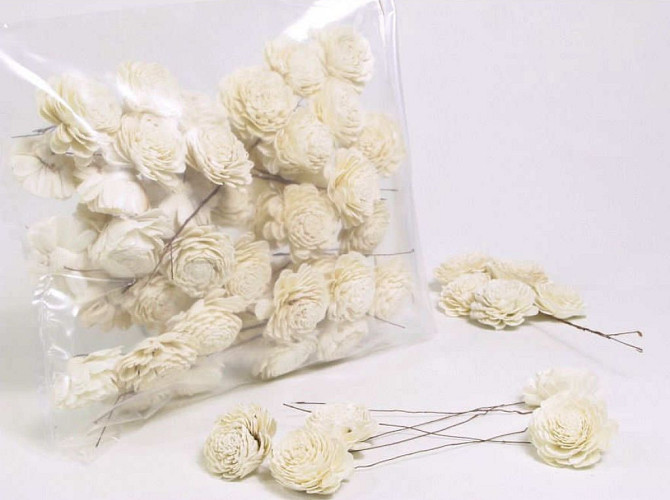 Sola Carnation 6cm white
