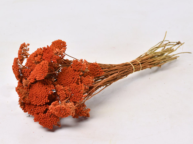 Achillea Filipendula 100gr. Orange