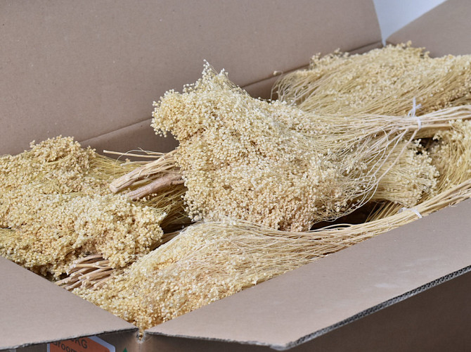 Broom Bloom Bleached 50cm PKG