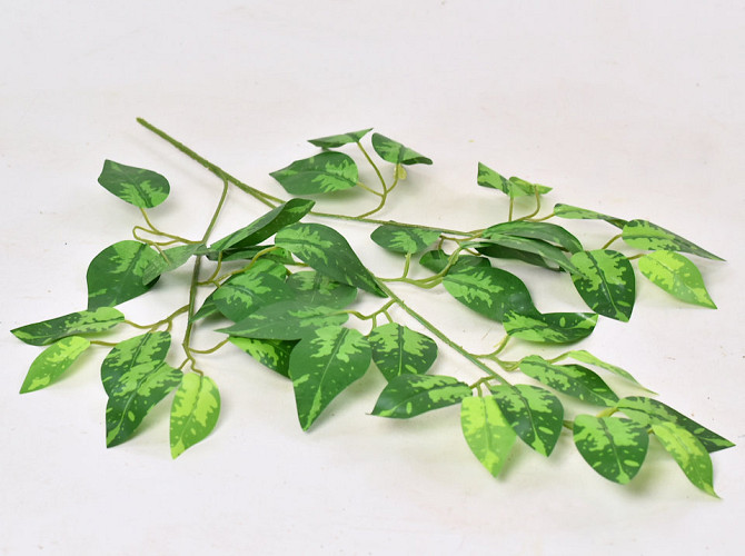 Ficus Branch 60cm