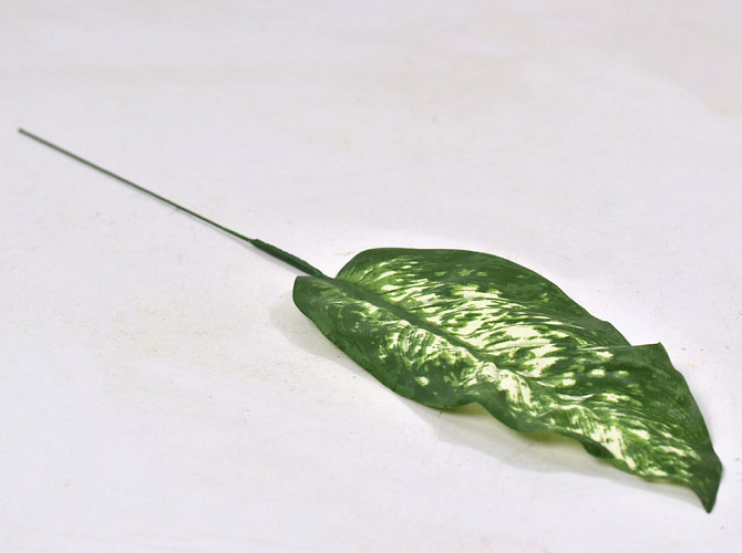 Dieffenbachia Leaf Green 21/41cm