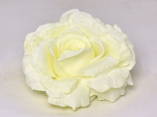Rose D16cm Cream