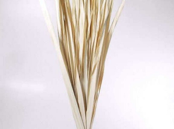 Talipot Palm Leaf 50pcs 115cm