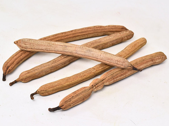 Stick Fruit 40cm 5St.